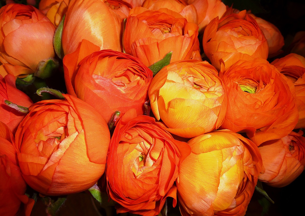 Ranunculus, Gėlės, Gėlė, Pavasaris, Geltona, Šviesus, Ranunculus Gėlė, Makro, Lašiša, Budas