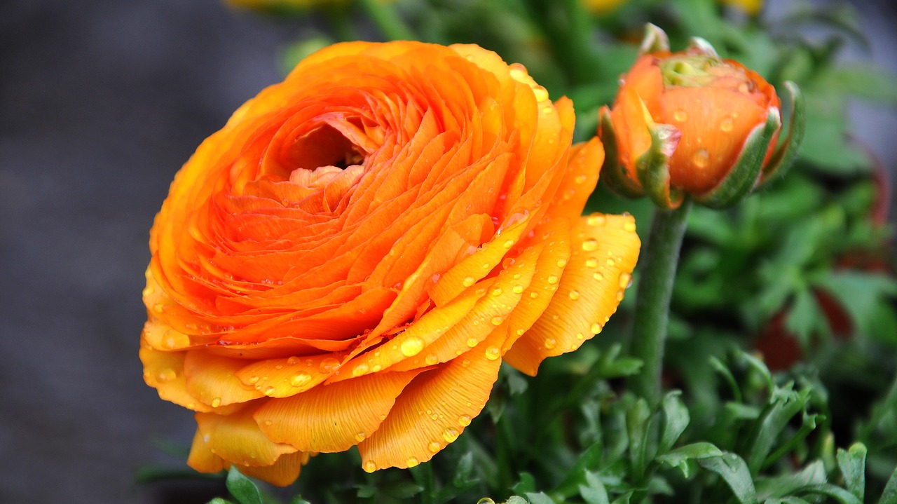 Ranunculus, Oranžinė, Goldilocks, Gėlė, Pavasaris, Nemokamos Nuotraukos,  Nemokama Licenzija