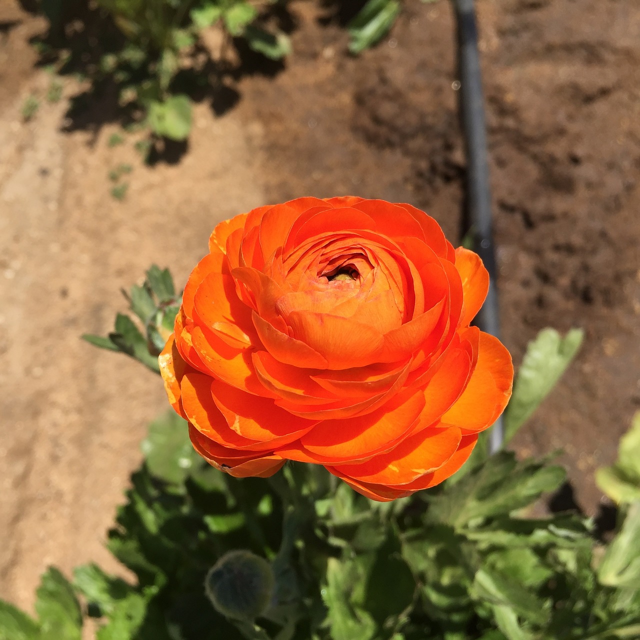 Ranunculus, Oranžinė, Gėlė, Pavasaris, Nemokamos Nuotraukos,  Nemokama Licenzija