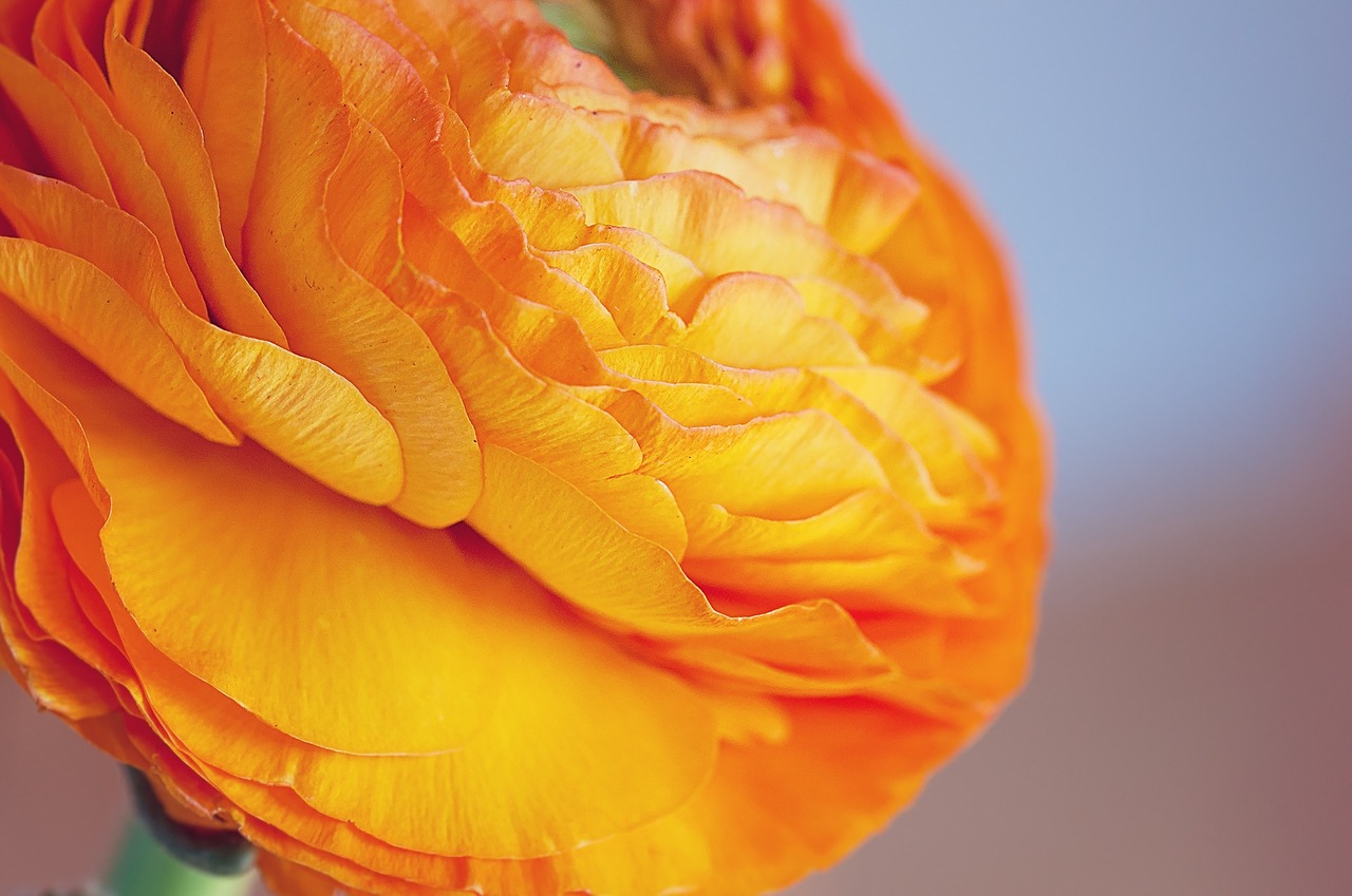 Ranunculus, Gėlė, Žiedas, Žydėti, Oranžinė, Oranžinė Ranunkel, Oranžinė Gėlė, Pavasario Gėlė, Oranžinė Pavasario Gėlė, Schnittblume