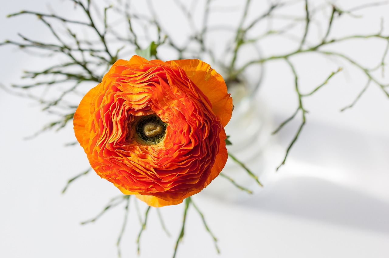 Ranunculus, Gėlė, Oranžinė, Oranžinė Gėlė, Oranžinė Ranunkel, Žiedas, Žydėti, Oranžinis Žiedas, Vazos, Iš Viršaus