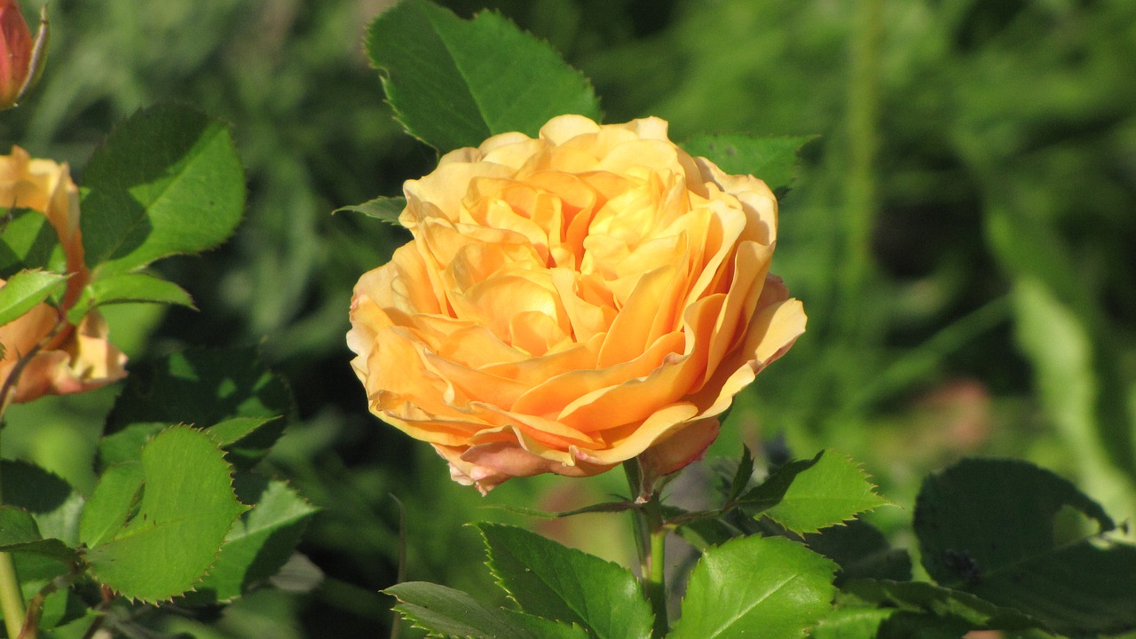 Ranunculus, Gėlė, Oranžinė, Žalias, Žiedas, Žydėti, Pavasaris, Žiedlapiai, Makro, Uždaryti