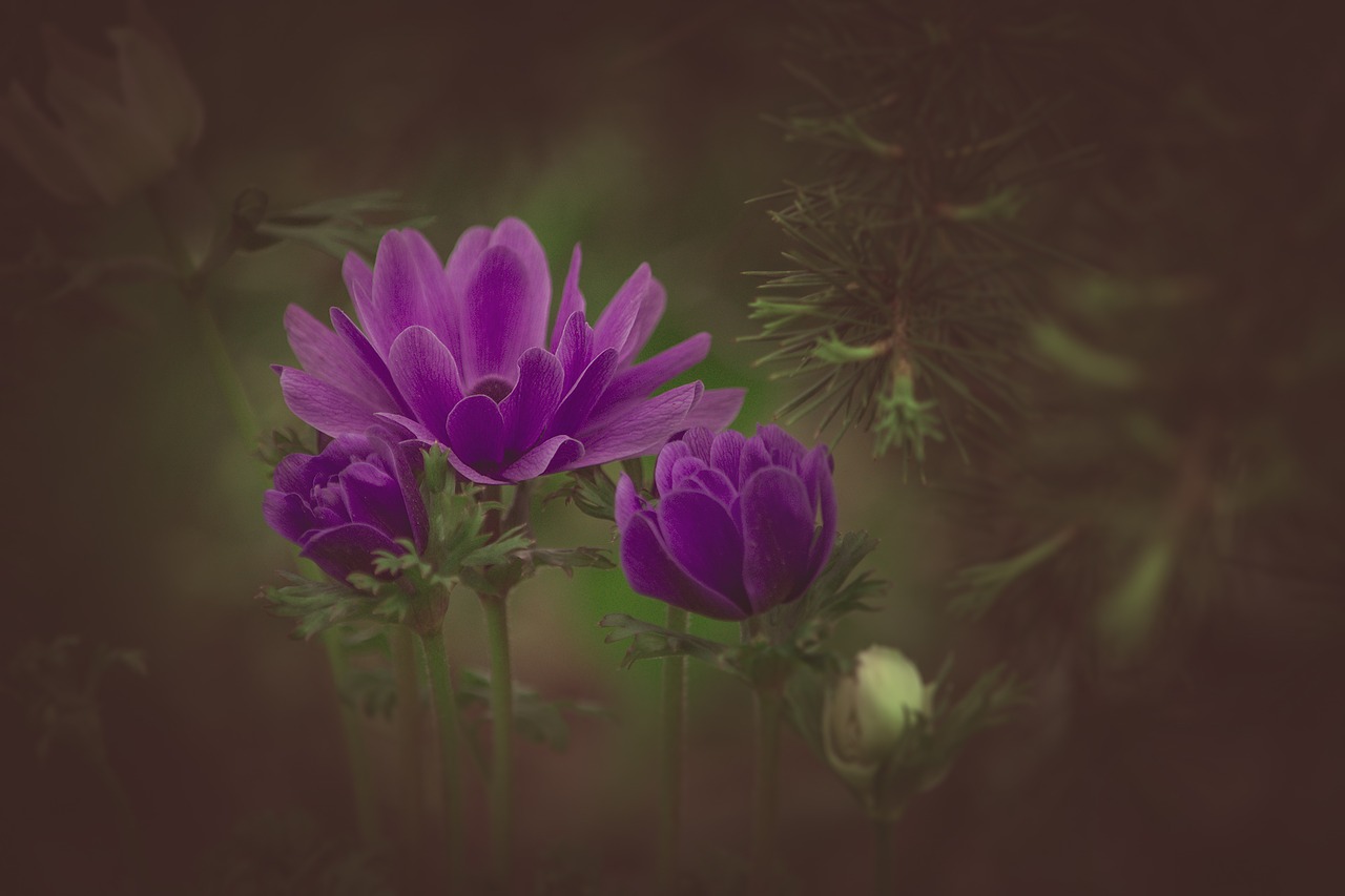 Ranunculus, Violetinė, Gėlė, Violetinė Gėlė, Žiedas, Žydėti, Violetinė, Purpurinė Gėlė, Gamta, Augalas