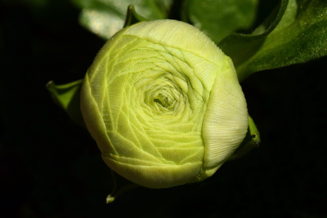 Ranunculus,  Budas,  Žiedas,  Žydėti,  Žalias,  Uždaryta,  Pavasaris,  Švelnus,  Struktūra,  Apie