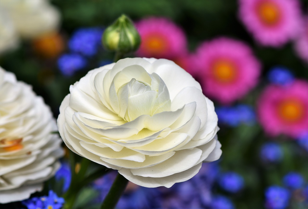 Ranunculus,  Ranunculus Gėlių,  Žiedas,  Žydi,  Schnittblume,  Žiedlapiai,  Pavasario Gėlė,  Spalvingas,  Šviesus,  Augalų