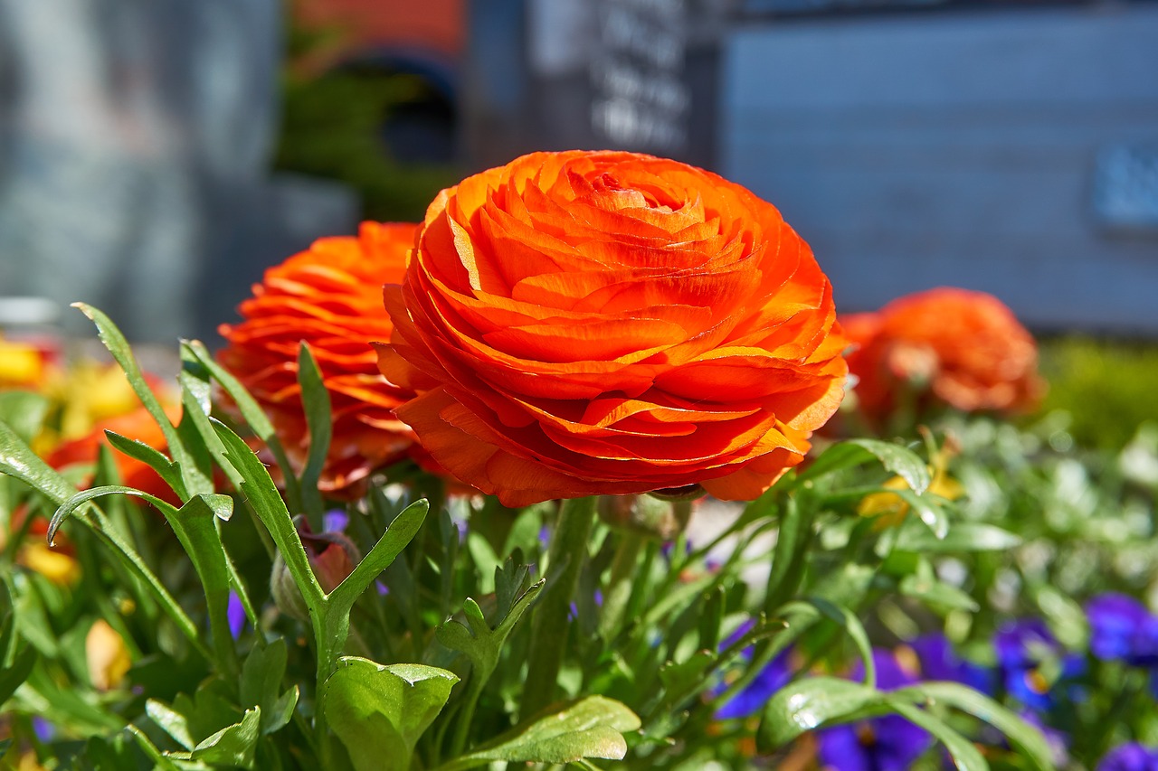 Ranunculus,  Vėdrynas Asiaticus,  Vėdrynas,  Gėlė,  Oranžinė,  Raudona,  Pobūdį,  Augalų,  Pavasaris,  Žiedas