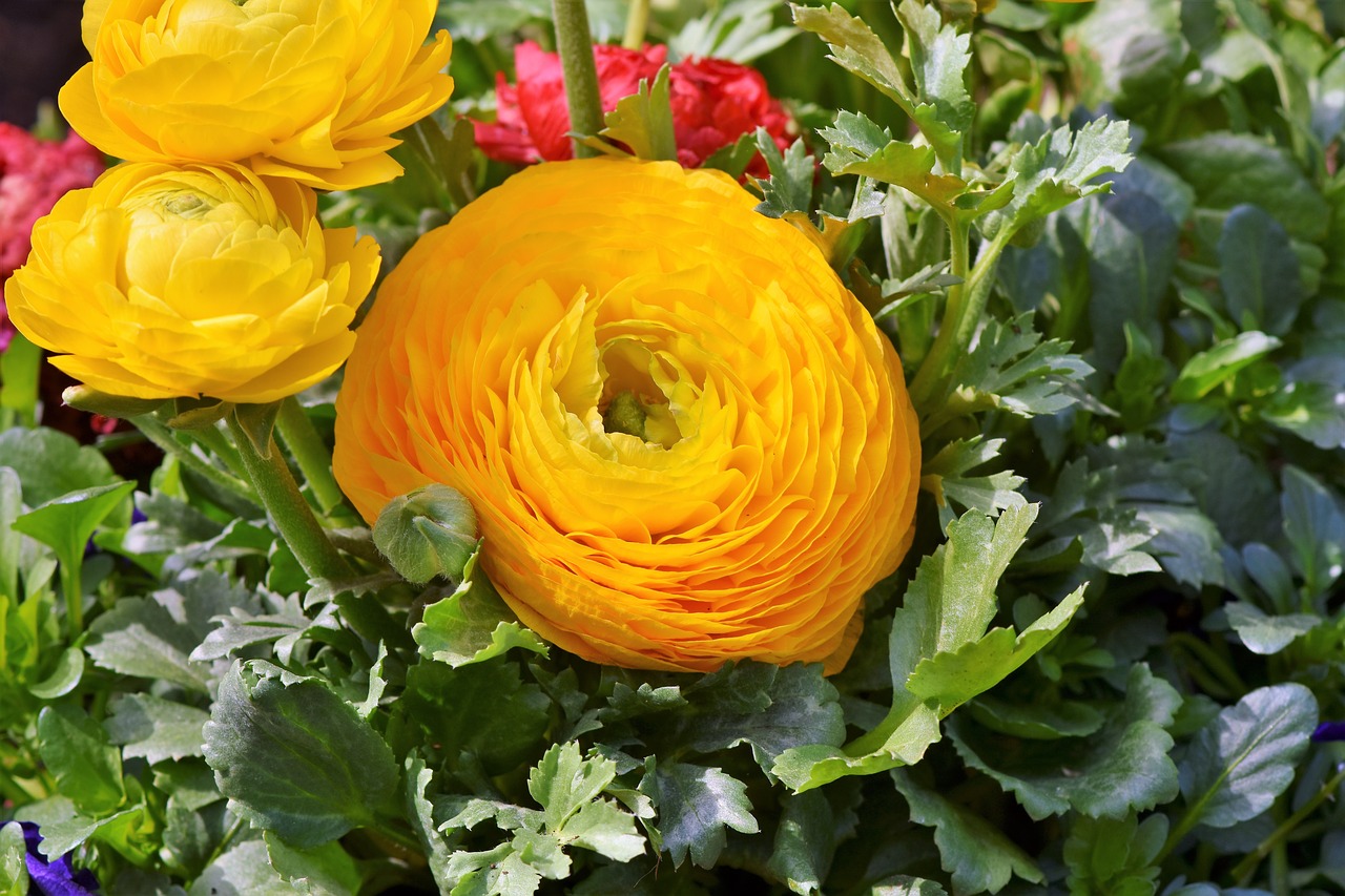 Ranunculus,  Oranžinė Ranunkel,  Oranžinė,  Pavasario Gėlė,  Žiedlapiai,  Schnittblume,  Žiedas,  Žydi,  Pavasaris,  Gėlė