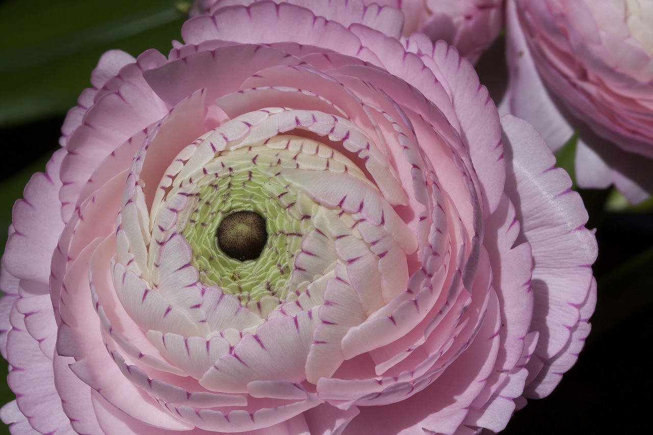 Ranunculus,  Žiedas,  Žydi,  Pavasaris,  Pobūdį,  Augalų,  Baltos Spalvos,  Rožinis,  Hahnenfußgewächs,  Ranunculaceae