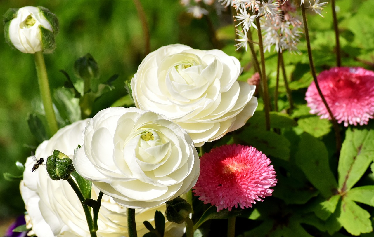 Ranunculus,  Ranunculus Gėlių,  Žiedas,  Žydi,  Schnittblume,  Žiedlapiai,  Pavasario Gėlė,  Spalvingas,  Šviesus,  Augalų