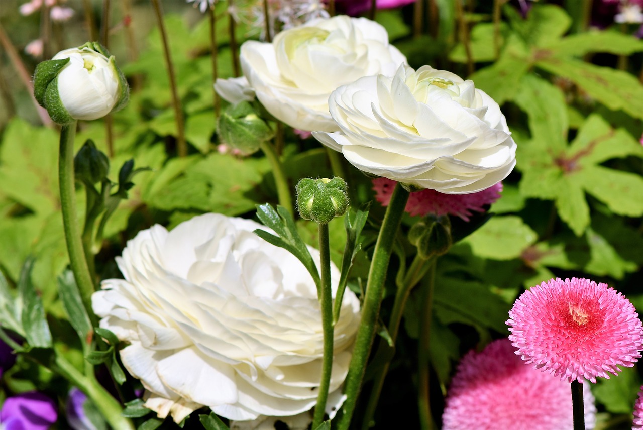 Ranunculus,  Gėlė,  Žiedas,  Žydi,  Pavasario Gėlė,  Baltos Spalvos,  Schnittblume,  Ranunculus Gėlių,  Balta Gėlė,  Žiedlapiai