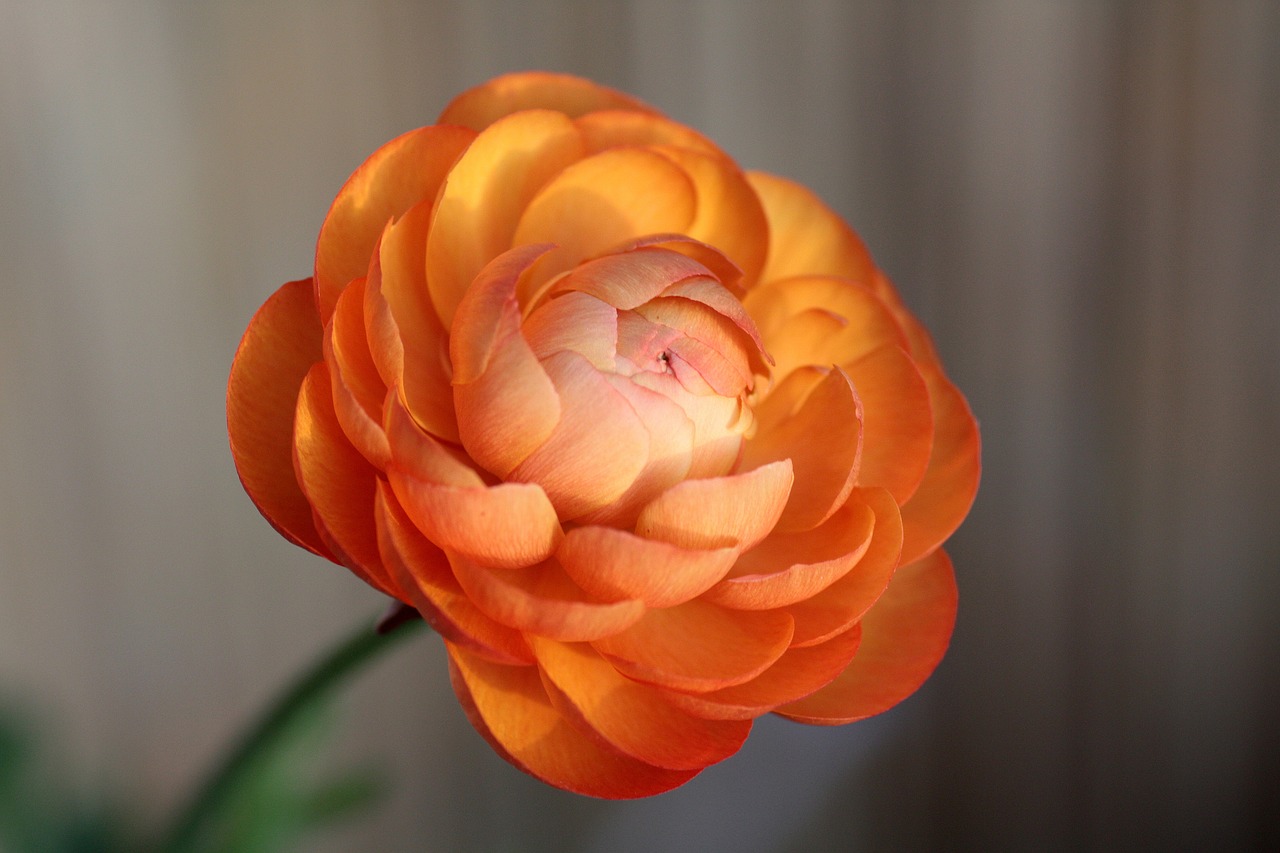 Ranunculus,  Gėlė,  Žiedas,  Žydi,  Pobūdį,  Žiedlapiai,  Pavasario Gėlė,  Augalų,  Ranunculus Gėlių,  Oranžinė