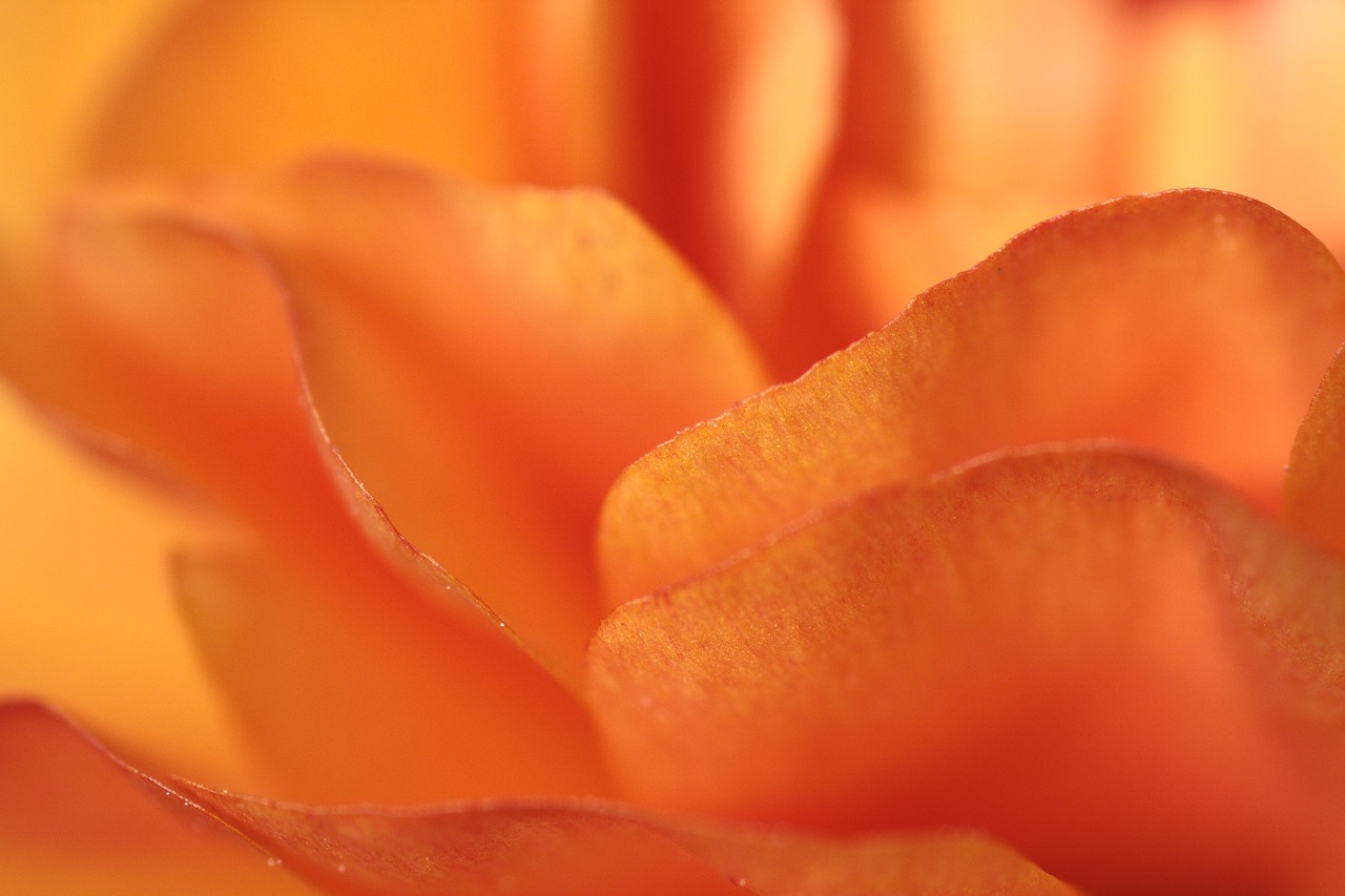 Ranunculus,  Oranžinė,  Gėlė,  Žiedas,  Žydi,  Iš Arti,  Žiedlapiai,  Pavasario Gėlė,  Schnittblume,  Pavasaris