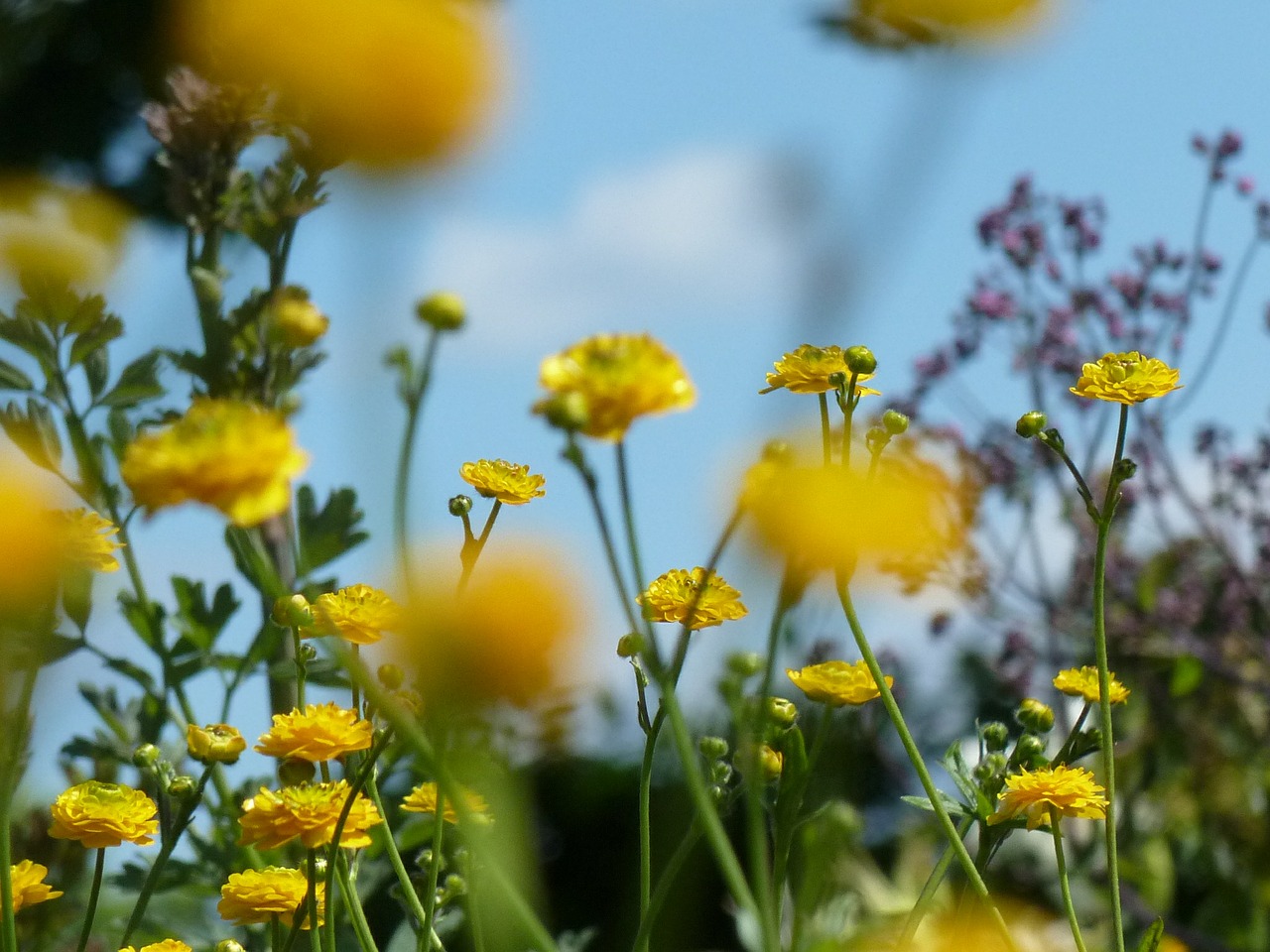 Ranunculus, Geltona, Pavasaris, Ranunculus Gėlė, Žiedas, Žydėti, Gėlė, Nemokamos Nuotraukos,  Nemokama Licenzija