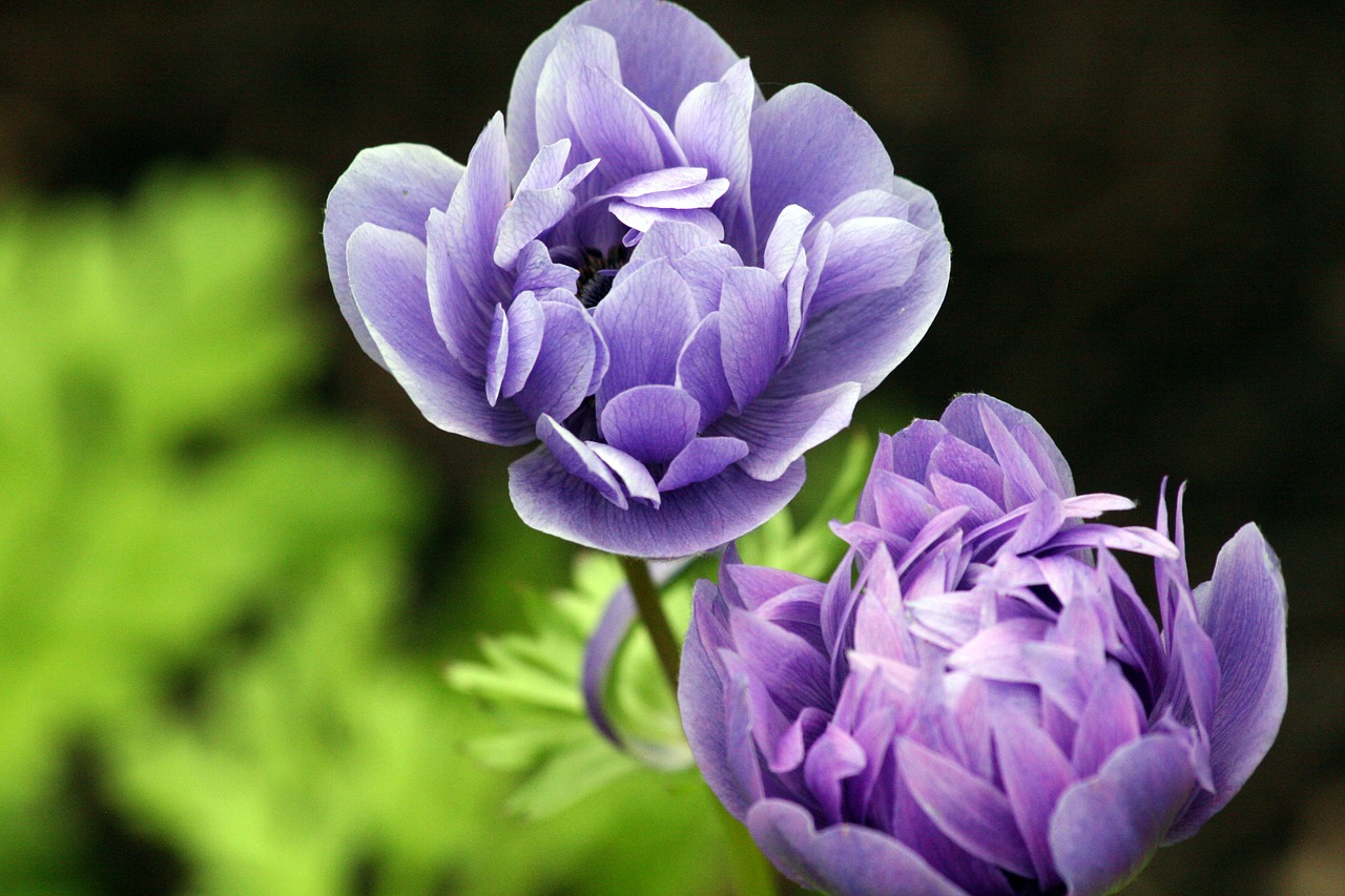 Ranunculus, Gėlė, Violetinė, Žydėti, Pavasaris, Žiedas, Gamta, Gėlių, Puokštė, Šviežias