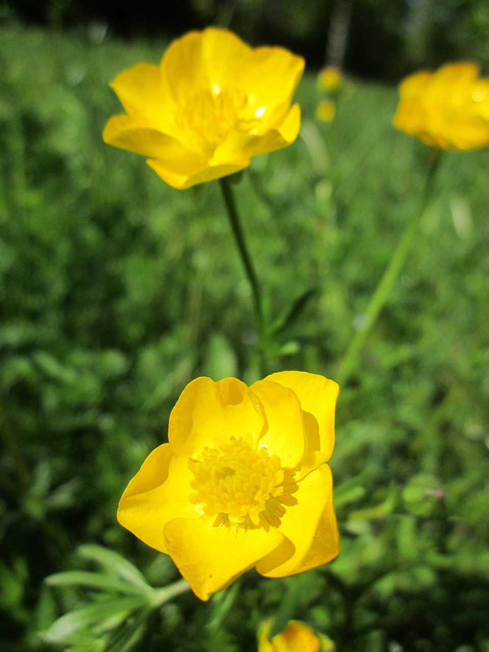 Ranunculus Acris,  Pievos Buttercup,  Aukštas Buttercup,  Milžinė Buttercup,  Flora,  Botanika,  Wildflower,  Žiedas,  Buttercup,  Rūšis