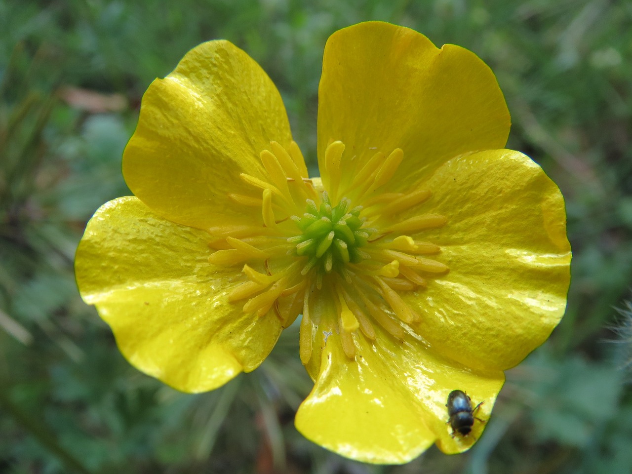 Ranunculus Acris, Pievos Buttercup, Aukštas Buttercup, Milžinė Buttercup, Wildflower, Flora, Vabalas, Klaida, Vabzdys, Makro