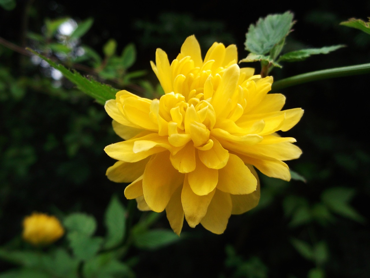 Ranunculus Krūmų Gėlė, Rožių Šeimos, Geltona, Nemokamos Nuotraukos,  Nemokama Licenzija