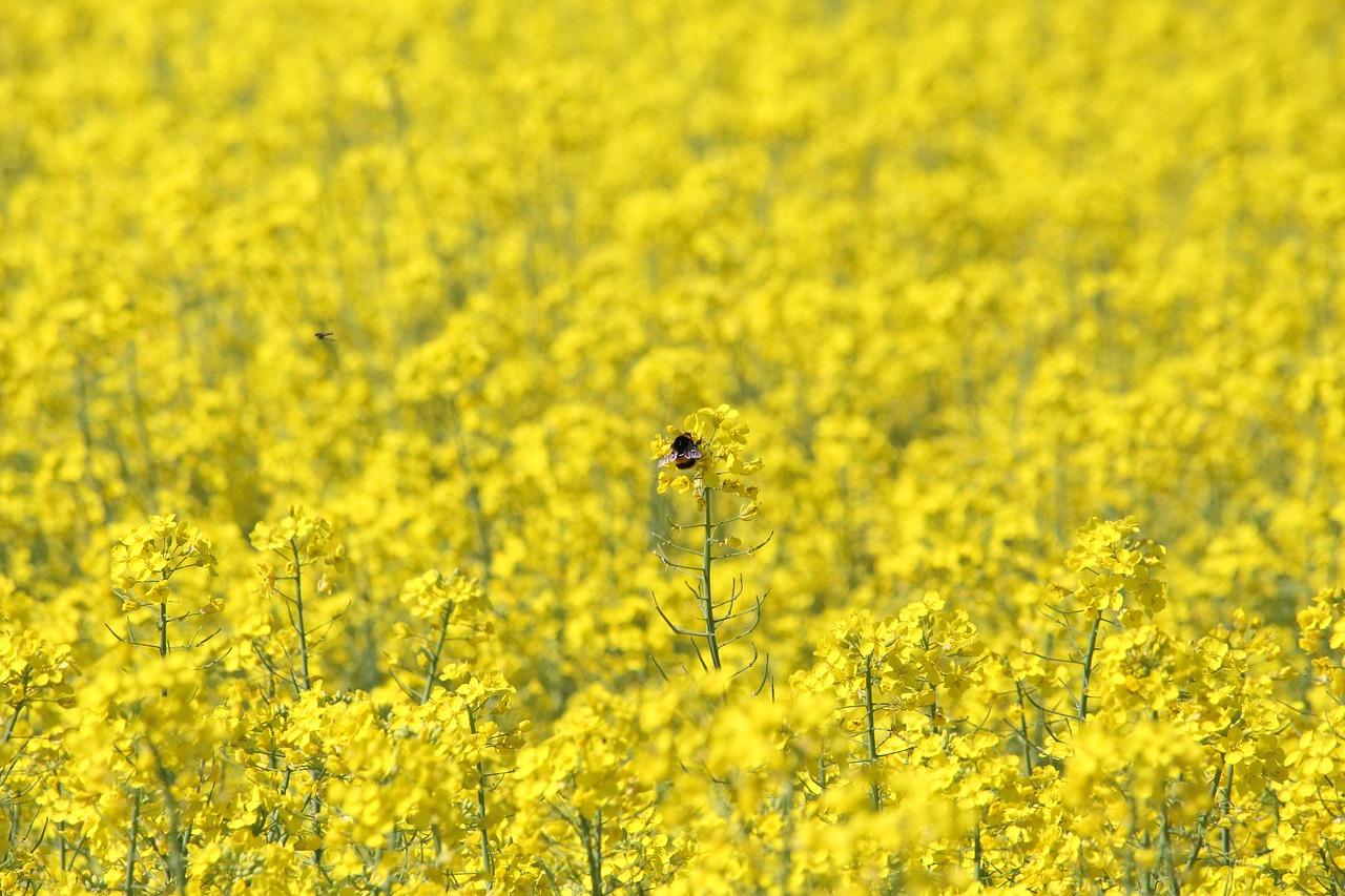 Išžaginimas, Kamanė, Rapsų Laukas, Žydintis Rapsas, Nemokamos Nuotraukos,  Nemokama Licenzija