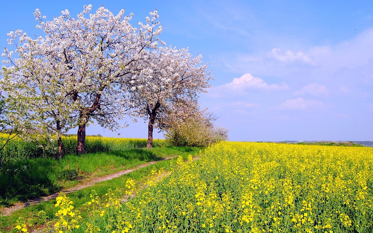 Išžaginimas, Persikų Žiedas, Šalis, Pavasaris, Laukas, Nemokamos Nuotraukos,  Nemokama Licenzija