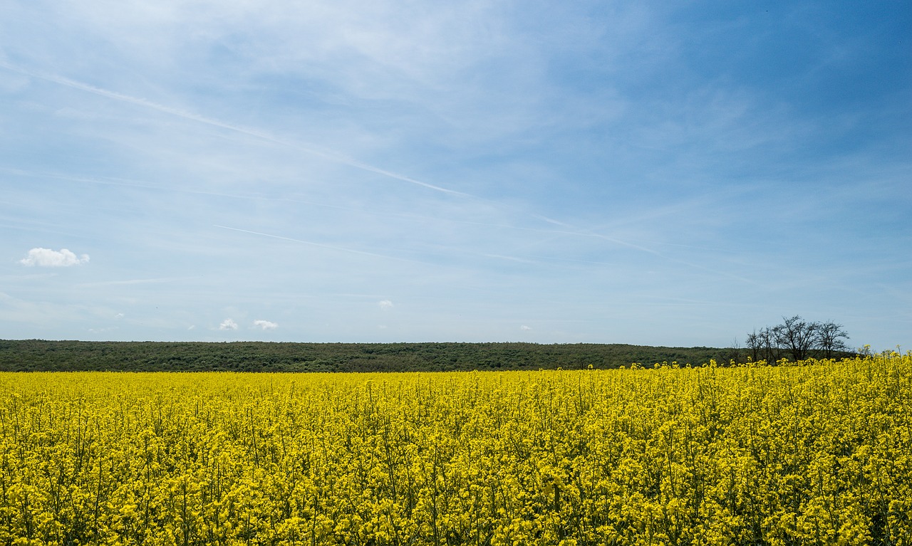 Rapsų,  Dangus,  Geltona,  Bliuzo,  Laukas,  Žydi,  Debesys,  Žemdirbystė,  Augalų,  Vasara