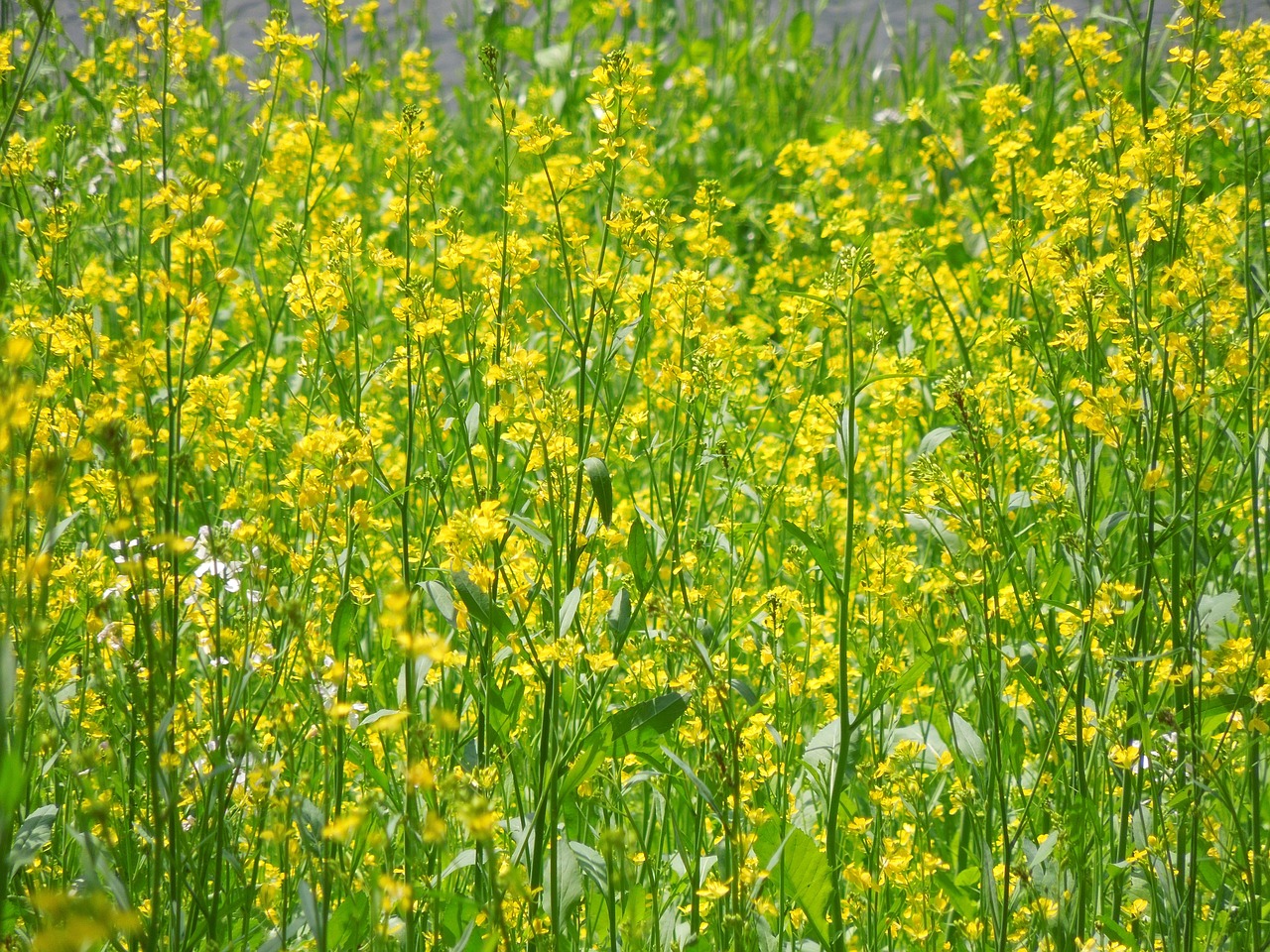 Rapsų Žiedai, Pavasaris, Augalas, Kraštovaizdis, Geltona, Japonija, Gėlės, Lauke, Japonijos Vaizdai, Natūralus