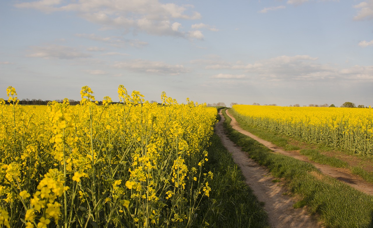 Rapsai, Geltona, Augalas, Laukas, Gamta, Gėlės, Nemokamos Nuotraukos,  Nemokama Licenzija