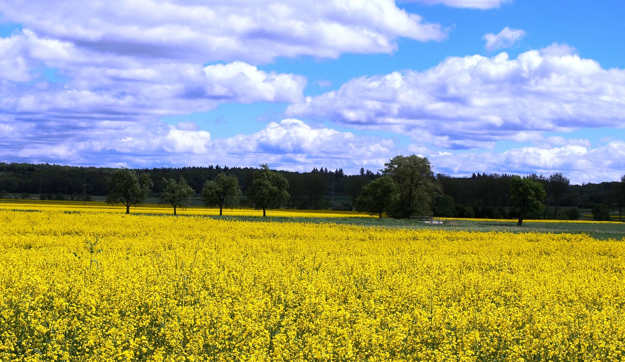 Rapsai, Kolza, Canola, Laukas, Gėlės, Geltona, Debesys, Dangus, Medžiai, Vokietija