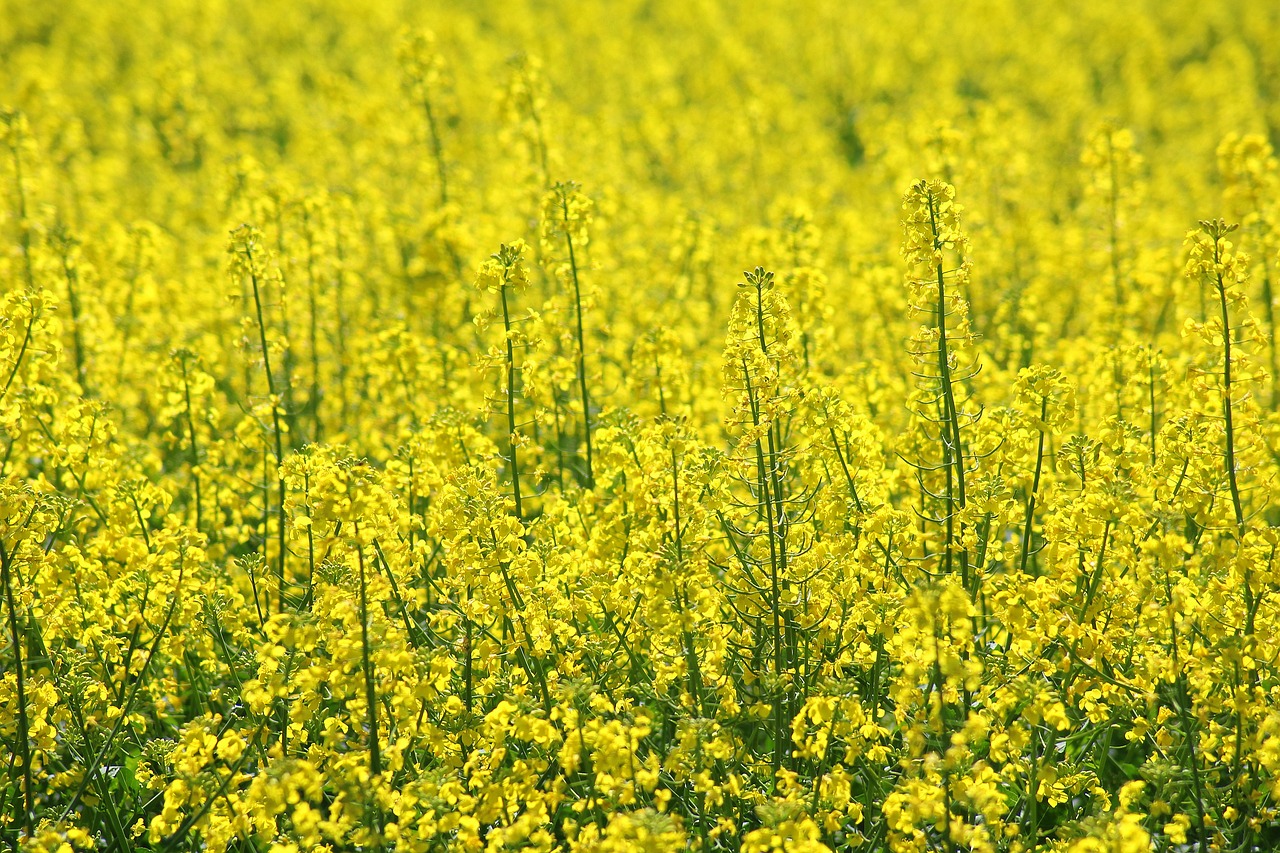 Rapsų,  Rapsų Laukas,  Žydi Rapsų,  Aliejiniai Augalai,  Žemdirbystė,  Auginimo,  Geltoni Laukeliai,  Gamta, Nemokamos Nuotraukos,  Nemokama Licenzija