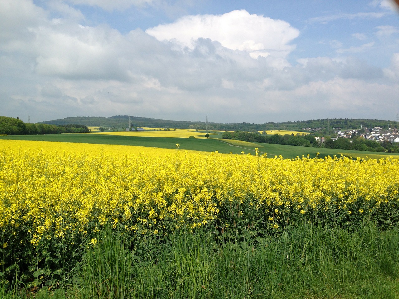 Rapsai, Canola, Kolza, Rapsų Laukas, Gamta, Kraštovaizdis, Nemokamos Nuotraukos,  Nemokama Licenzija