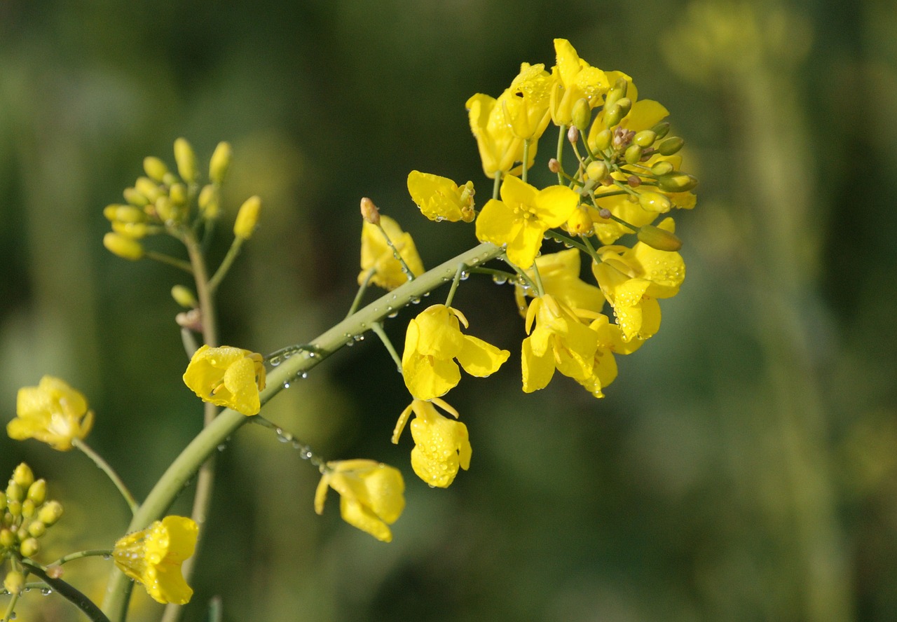 Rapsai, Brassica Napus, Žemdirbystė, Geltona, Gėlė, Kaimas, Nemokamos Nuotraukos,  Nemokama Licenzija