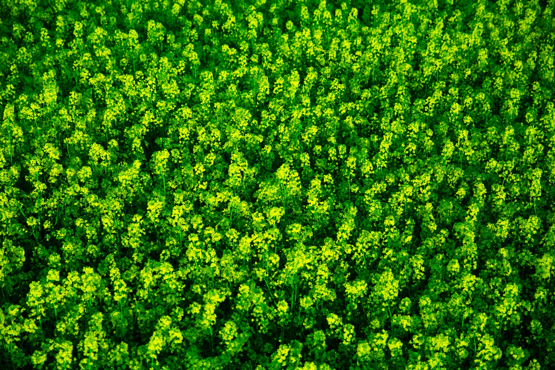 Žemės Ūkio,  Žemdirbystė,  Fonas,  Žydėti,  Brassica,  Canola,  Pasėlių,  Ūkis,  Laukas,  Gėlė