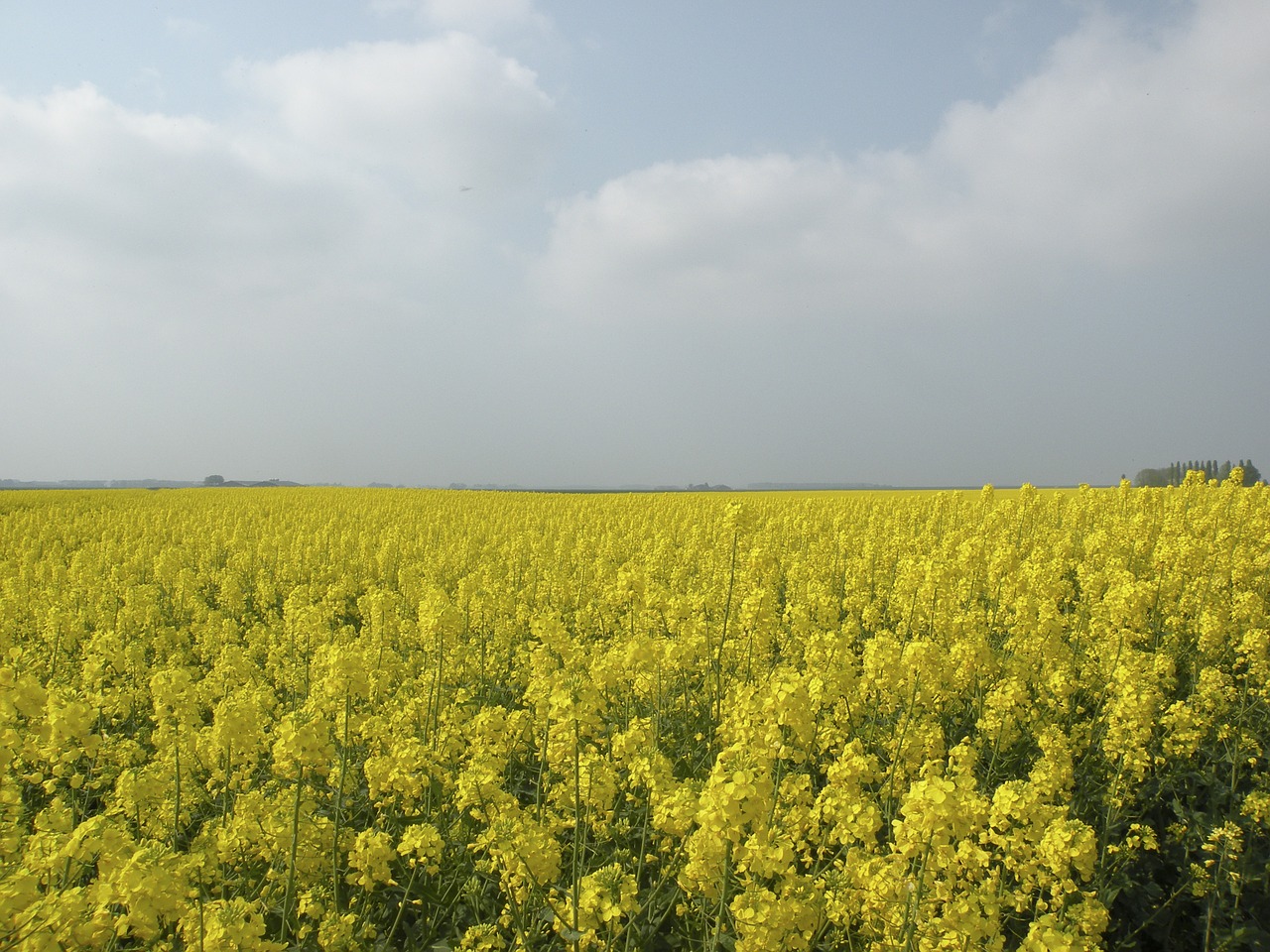 Rapsų Sėklos, Gamta, Groningenas, Nemokamos Nuotraukos,  Nemokama Licenzija