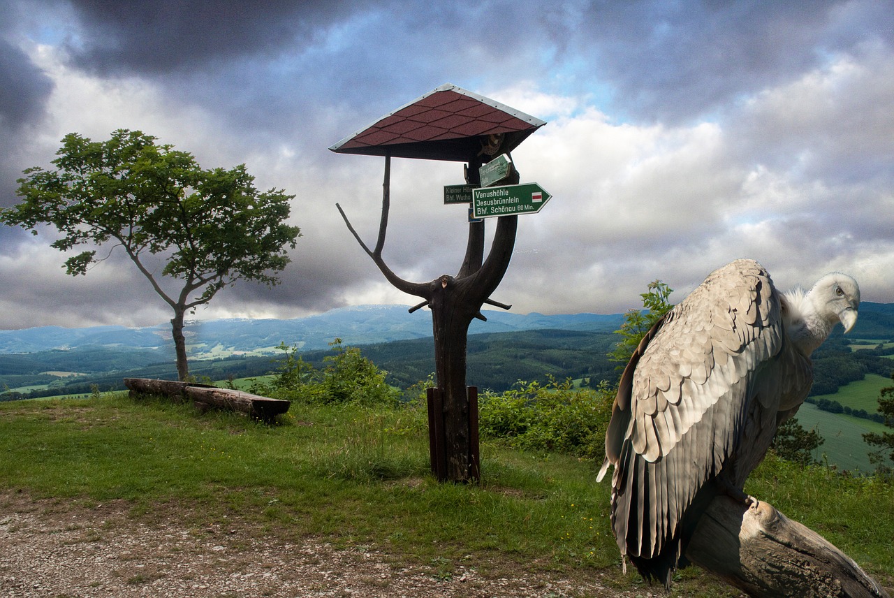 Raptoras, Grifo Grifas, Paukštis, Laukinis Gyvūnas, Gyvūnų Pasaulis, Salkūnai, Plėšrusis Paukštis, Grifas, Sugadintojai, Nemokamos Nuotraukos