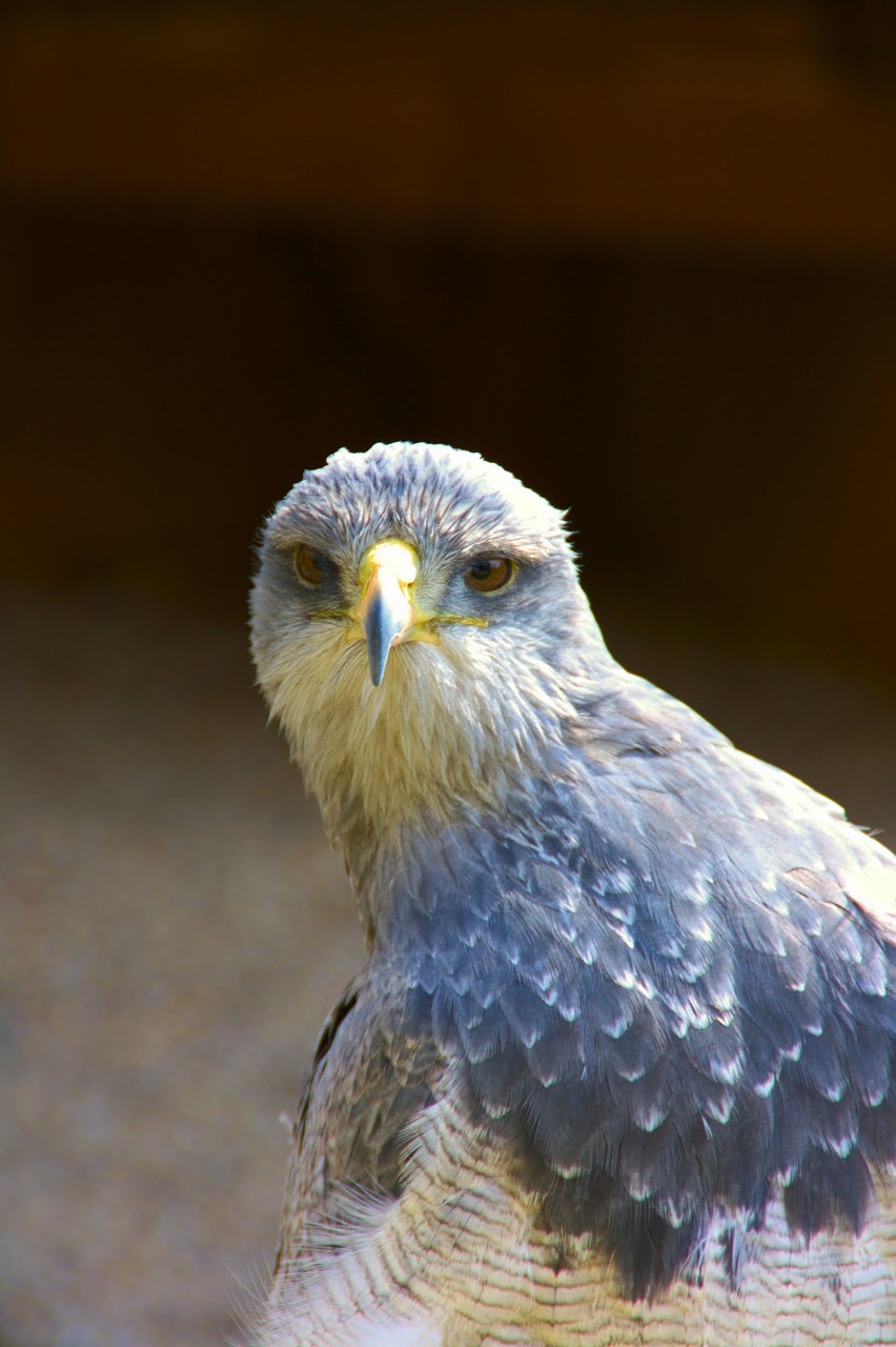 Raptoras, Plėšrusis Paukštis, Mėlynas, Grobio Paukščiai Rodomi, Nemokamos Nuotraukos,  Nemokama Licenzija