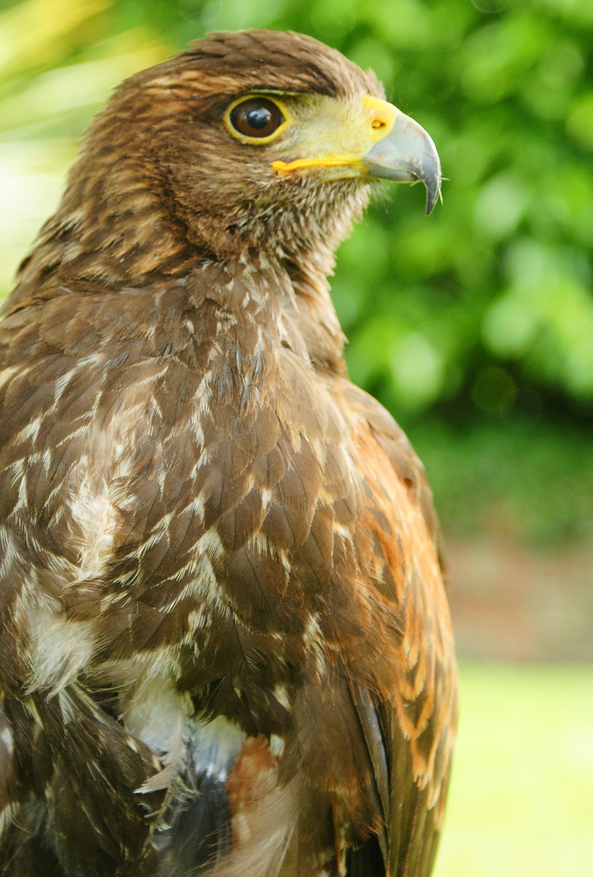 Raptoras, Paukštis, Gamta, Ruda, Paukštis, Grobis, Portretas, Plunksnos, Sparnai, Vanagas