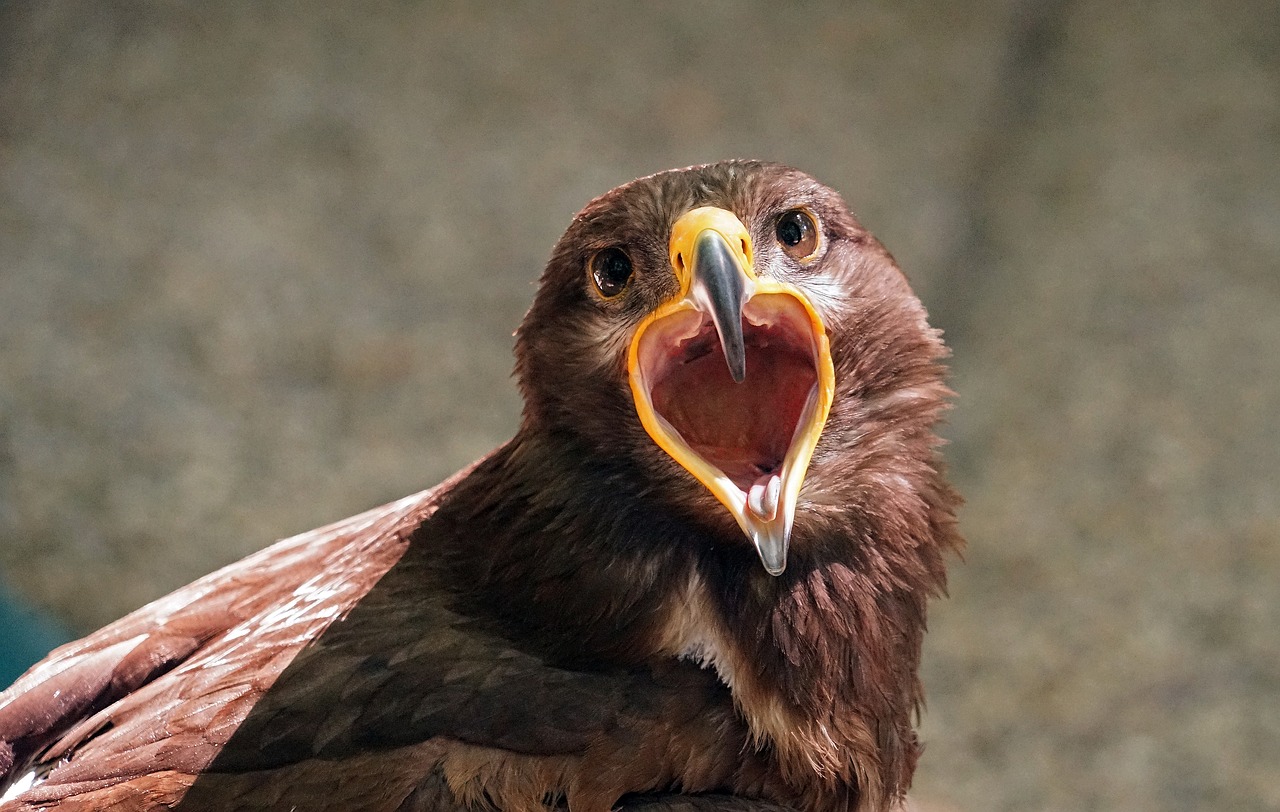 Raptoras, Plėšrusis Paukštis, Sąskaitą, Paukštis, Uždaryti, Gyvūnų Portretas, Nemokamos Nuotraukos,  Nemokama Licenzija