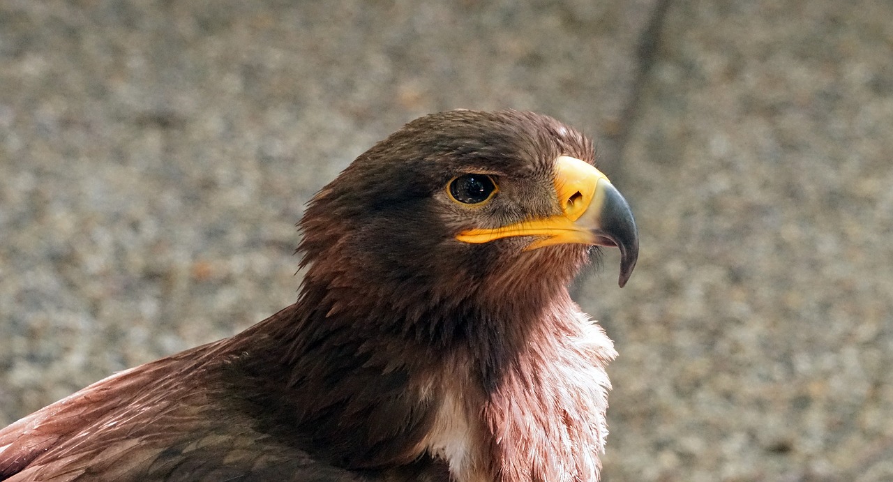 Raptoras, Plėšrusis Paukštis, Sąskaitą, Paukštis, Uždaryti, Gyvūnų Portretas, Nemokamos Nuotraukos,  Nemokama Licenzija