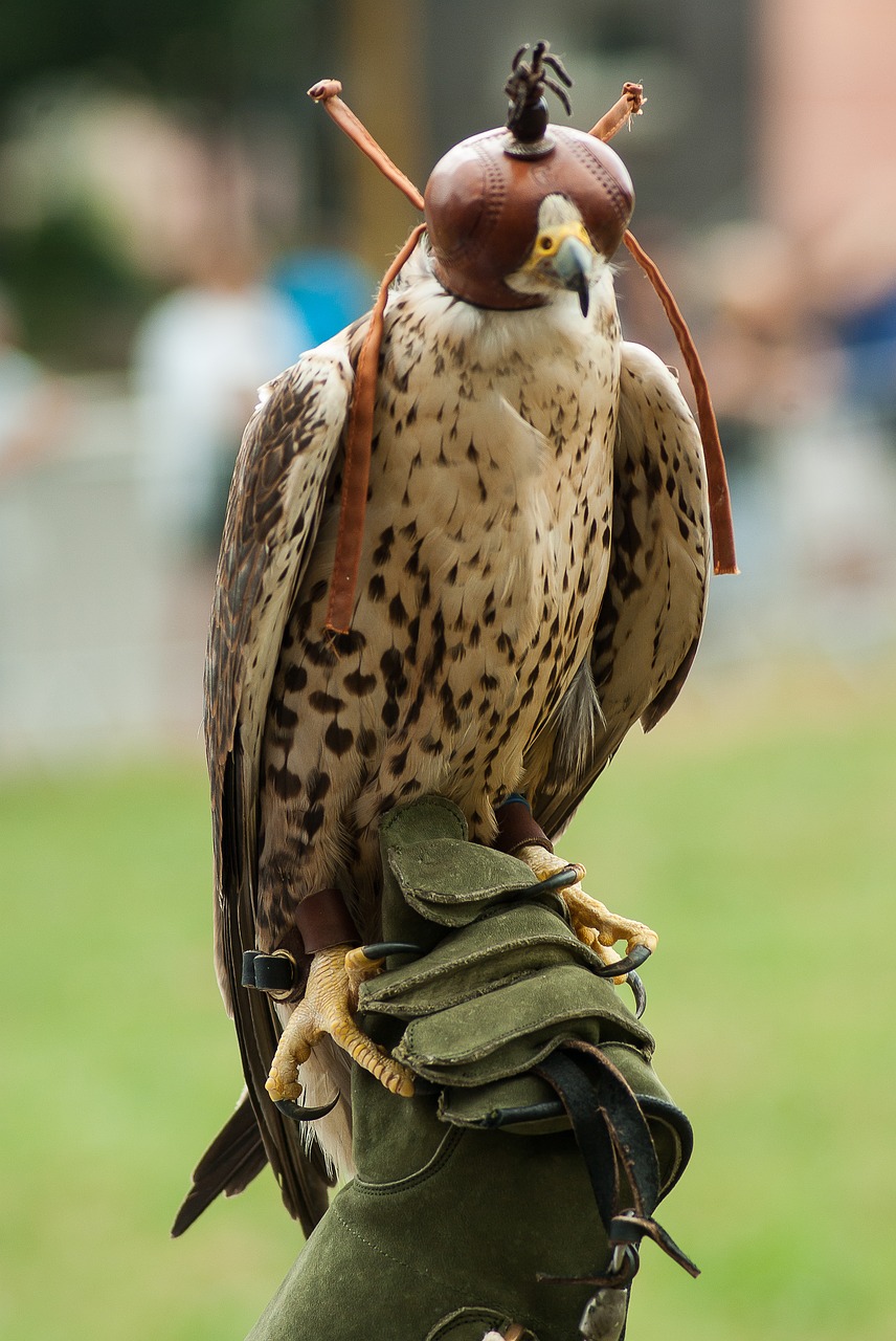 Raptoras, Medžioklė, Falcon, Pirštinės, Nagai, Nemokamos Nuotraukos,  Nemokama Licenzija