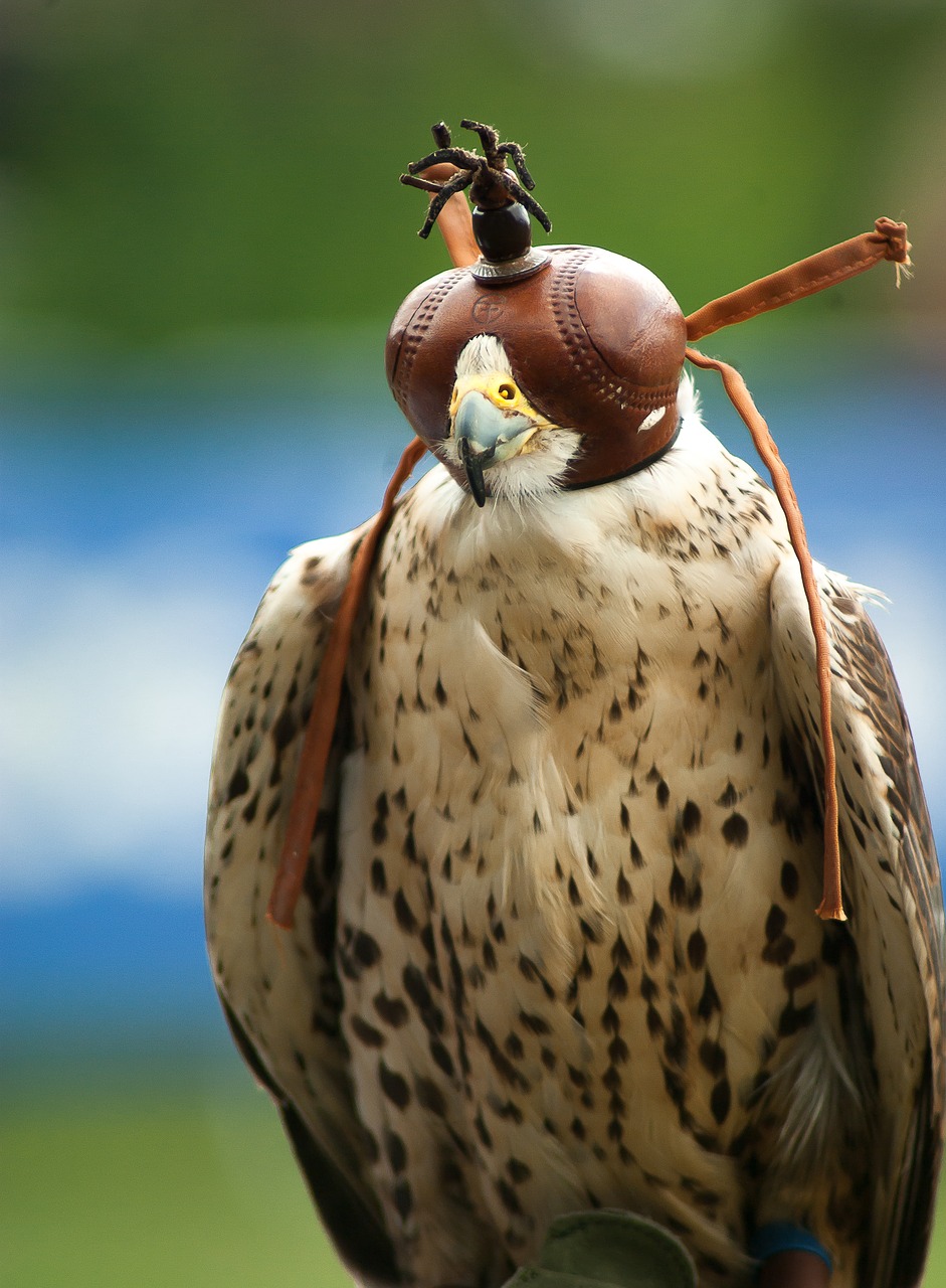 Raptoras, Falcon, Medžioklė, Chaperonas, Šalmas, Stepė, Nemokamos Nuotraukos,  Nemokama Licenzija