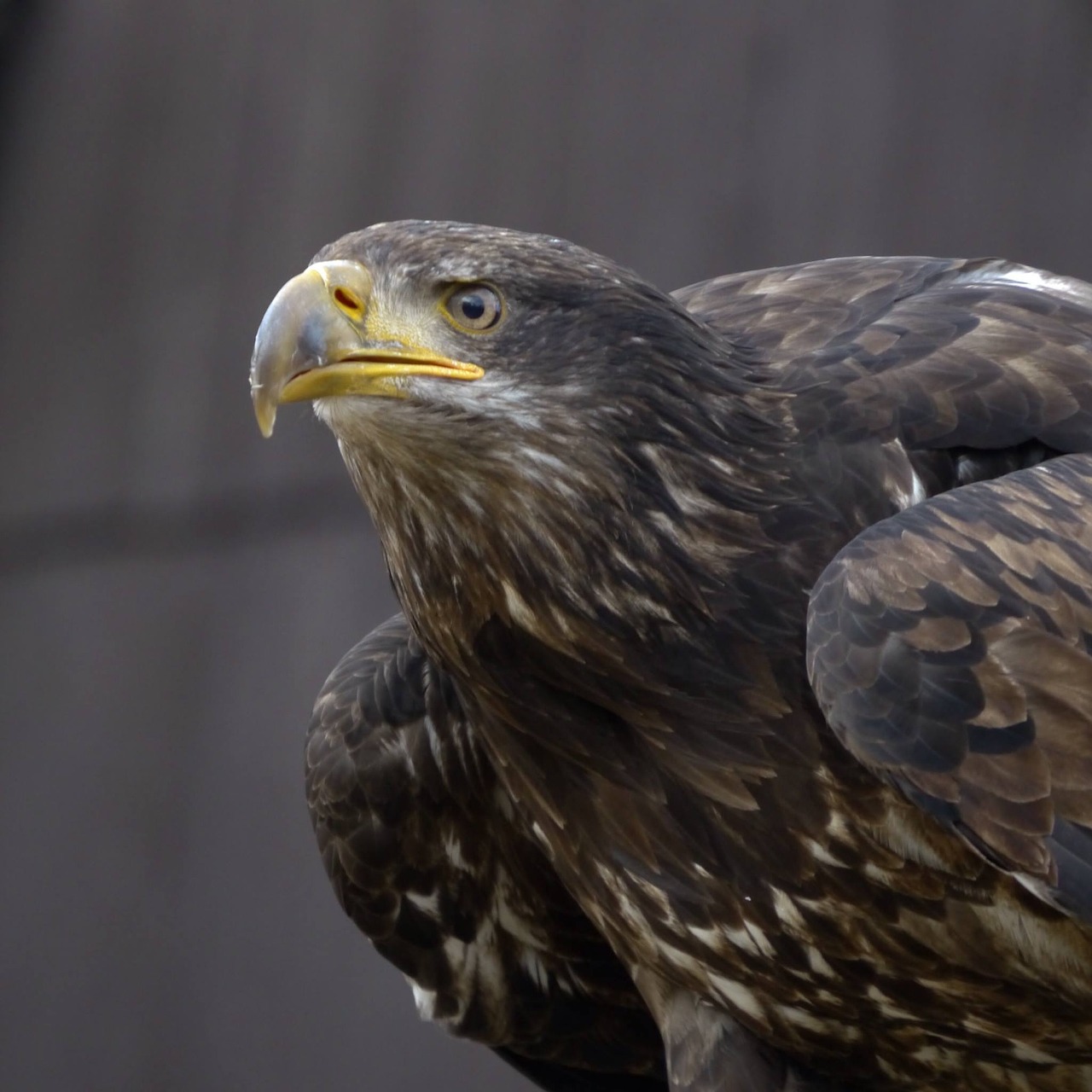 Raptoras, Adler, Plėšrusis Paukštis, Paukštis, Stebėdamas, Nemokamos Nuotraukos,  Nemokama Licenzija