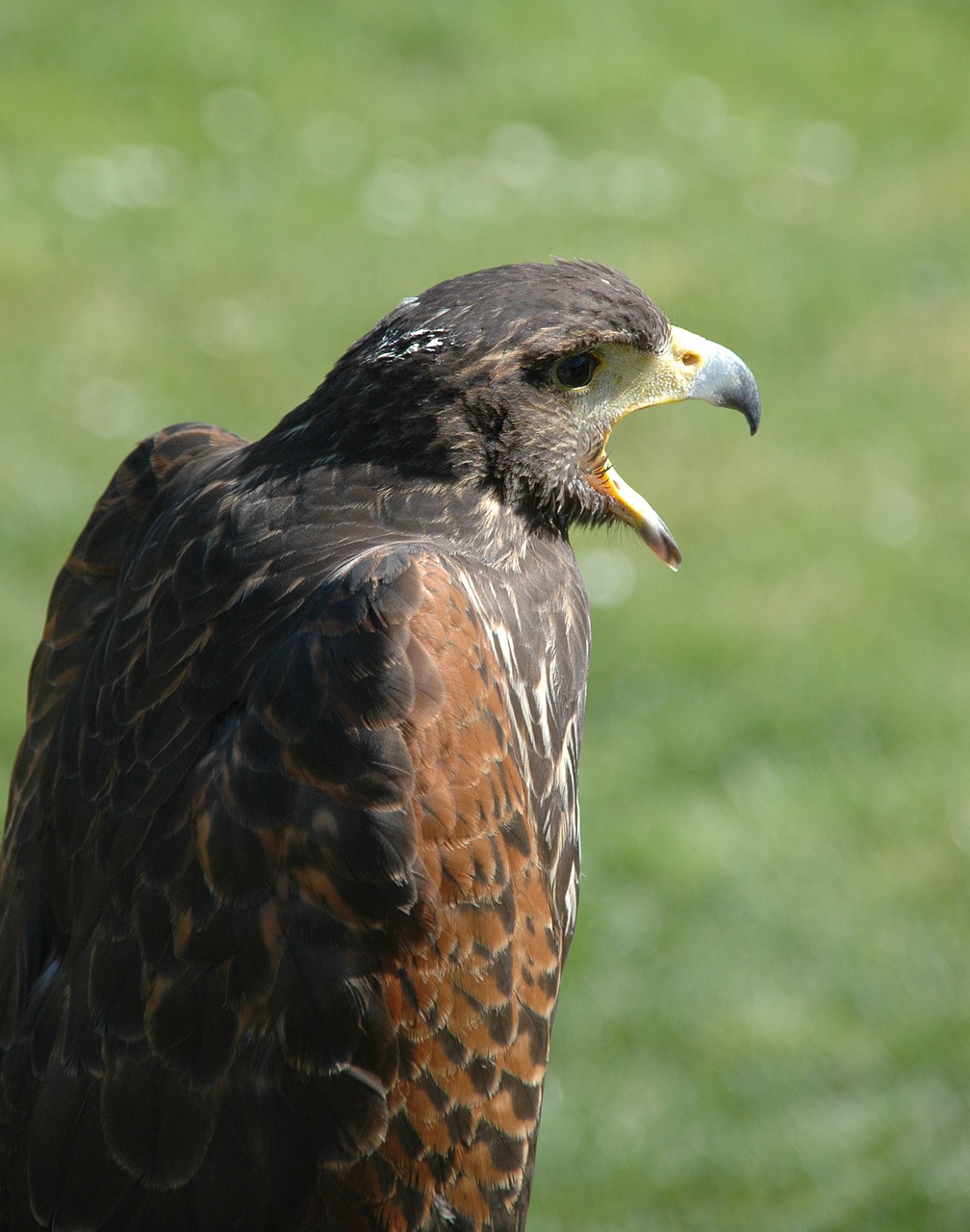 Raptoras, Paukštis, Erelis, Falcon, Laukiniai, Gyvūnas, Laukinė Gamta, Laukiniai Paukščiai, Plunksnos, Snapas