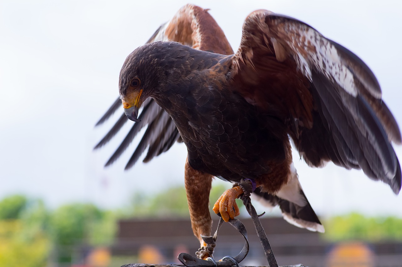 Raptoras, Salkūnai, Snapas, Sparnai, Šiltnamiai, Paukštis, Plumėjimas, Nemokamos Nuotraukos,  Nemokama Licenzija