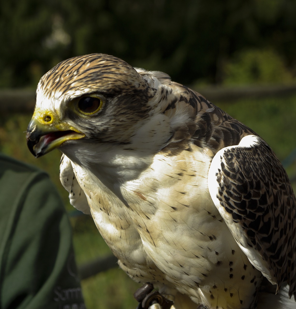 Raptoras, Gamta, Plėšrusis Paukštis, Falcon, Raptoriai, Uždaryti, Nemokamos Nuotraukos,  Nemokama Licenzija