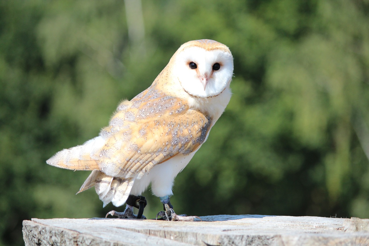 Raptoras, Laukinis Paukštis, Kiauras Pelėdos, Nemokamos Nuotraukos,  Nemokama Licenzija