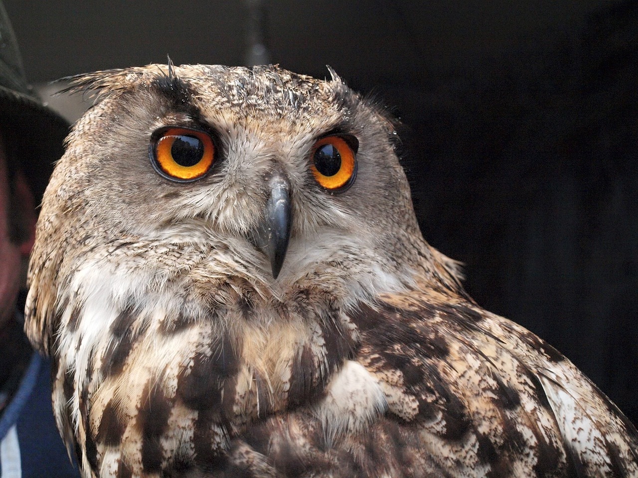 Raptoras,  Paukštis,  Pelėdos,  Laukinė Gamta,  Grobis,  Be Honoraro Mokesčio, Nemokamos Nuotraukos,  Nemokama Licenzija