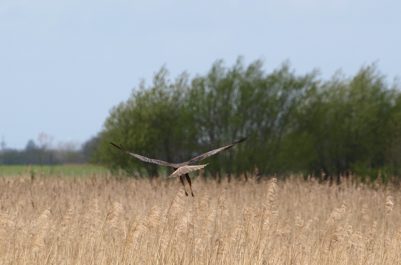 Raptoras, Plėšrusis Paukštis, Sparnas, Paukštis, Nemokamos Nuotraukos,  Nemokama Licenzija