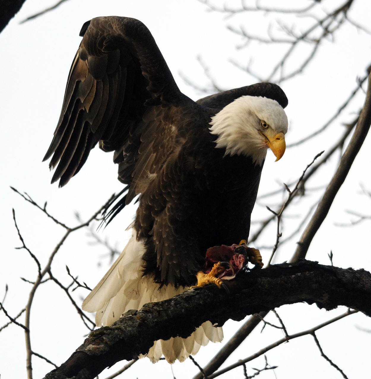 Raptor,  Paukštis,  Eagle,  Gyvūnijos,  Plikas Erelis,  Gyvūnas,  Pobūdį,  Grobuoniškas,  Lauke,  Predator