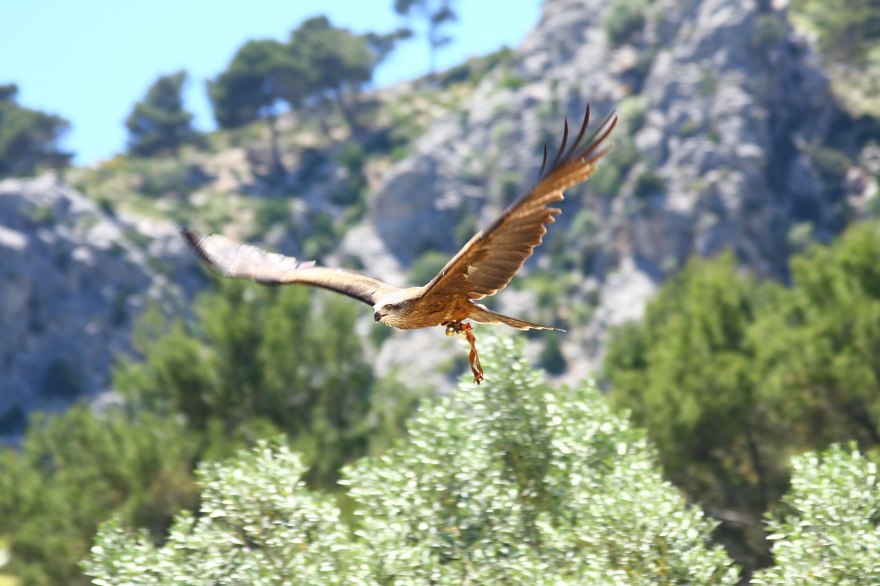 Raptoras, Plėšrusis Paukštis, Skristi, Nemokamos Nuotraukos,  Nemokama Licenzija