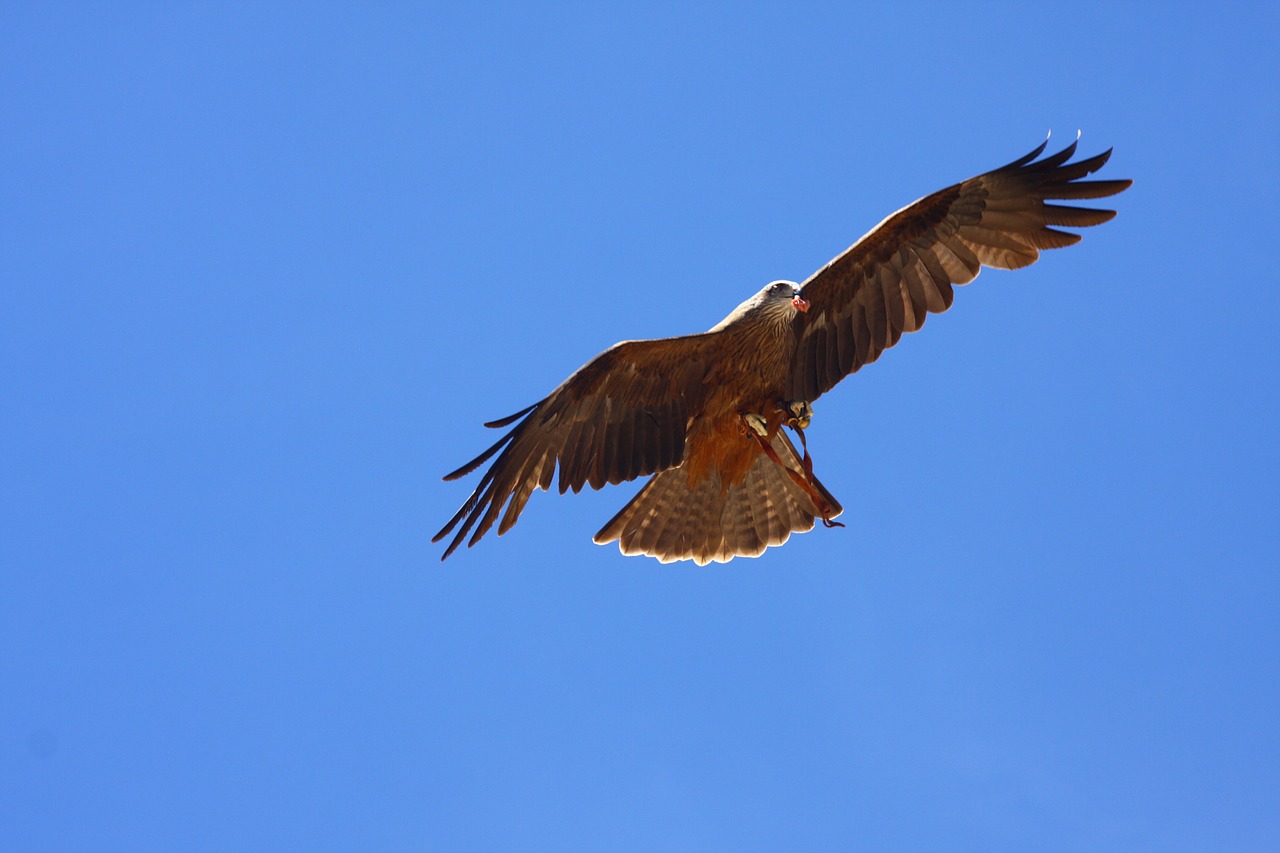 Raptoras, Plėšrusis Paukštis, Skristi, Nemokamos Nuotraukos,  Nemokama Licenzija