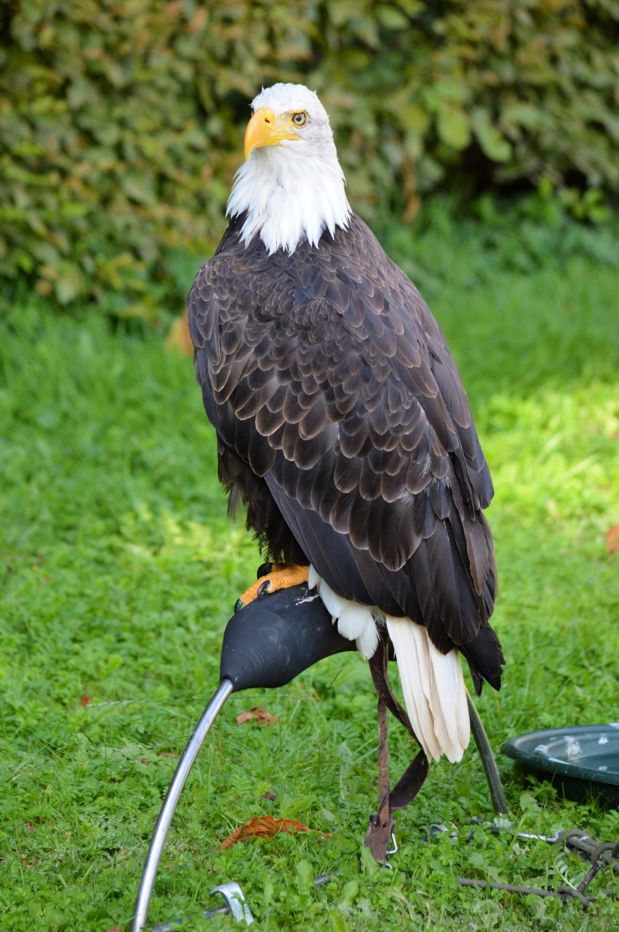 Raptoras,  Paukštis,  Medžioklė,  Erelis,  Raptorius, Nemokamos Nuotraukos,  Nemokama Licenzija